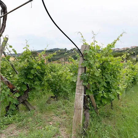 Il Vigneto *