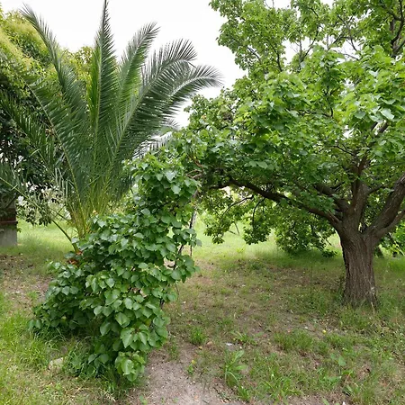 Farma Il Vigneto *
