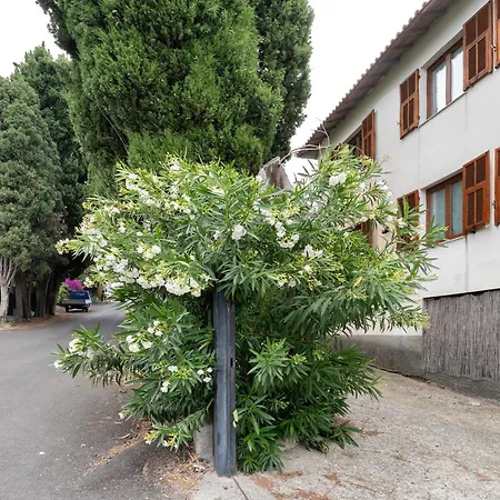 Il Vigneto