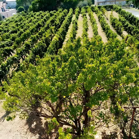 Il Vigneto Farma Diano Castello
